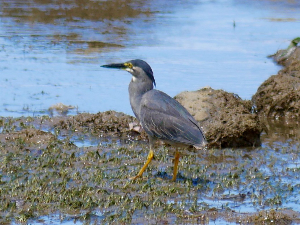 Striated Heron - ML78744601