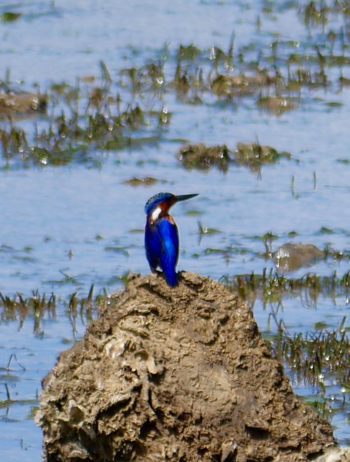 Malagasy Kingfisher - ML78744641