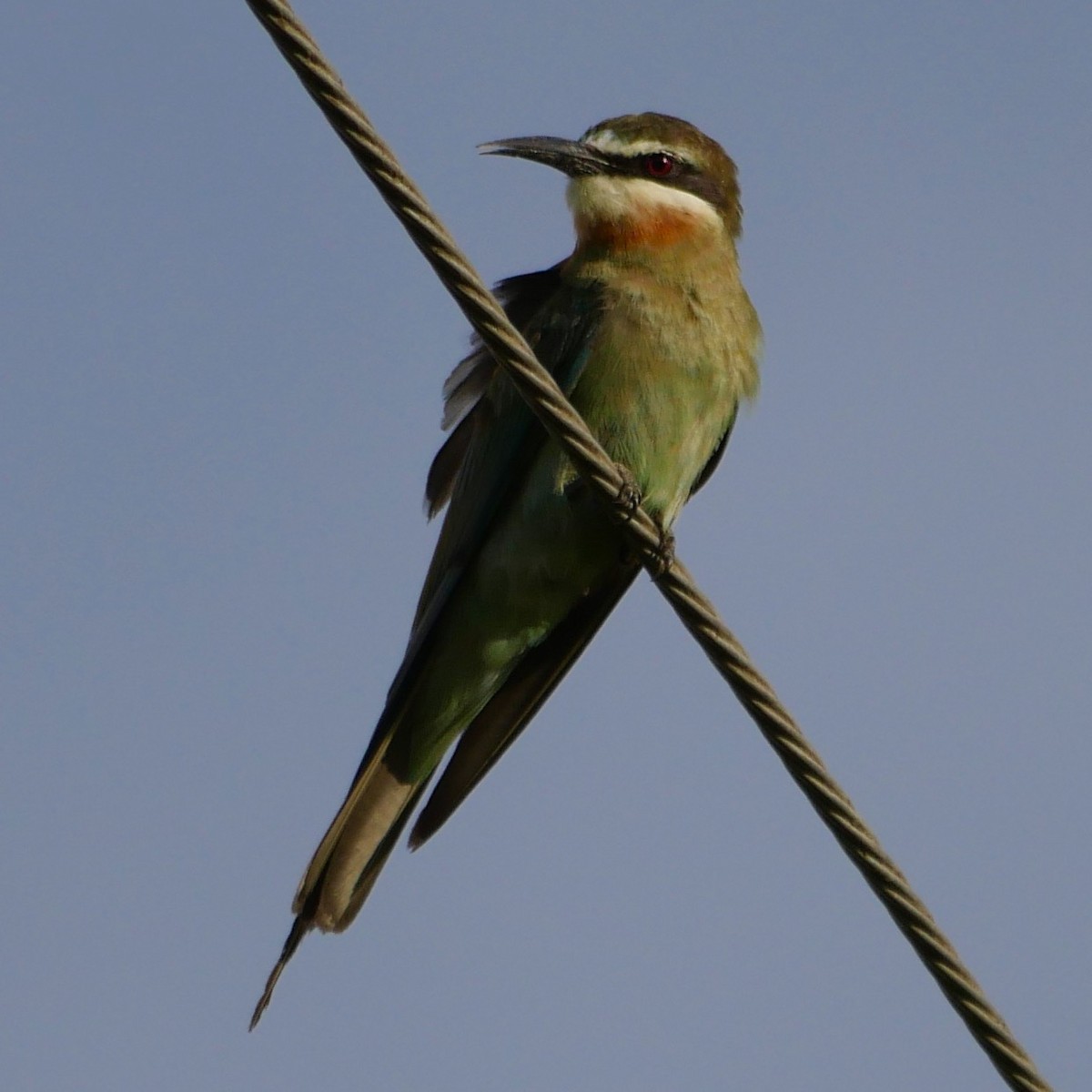 Madagascar Bee-eater - ML78744741