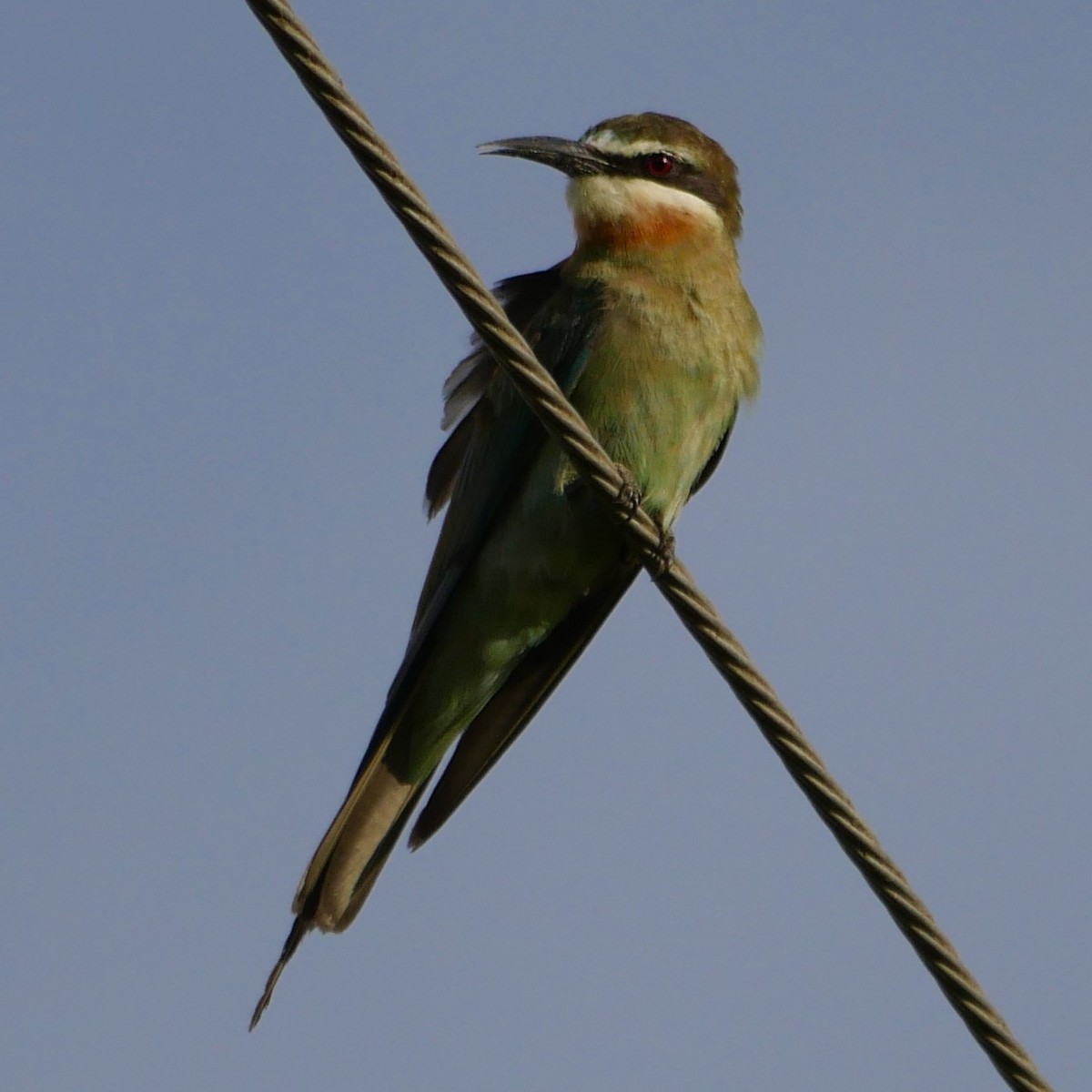Olive Bee-eater - ML78744741
