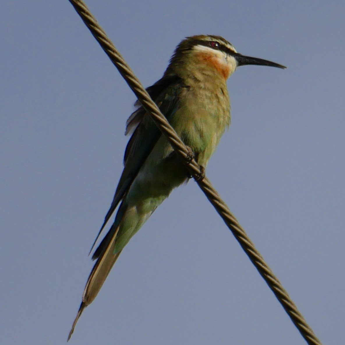 Olive Bee-eater - ML78744751