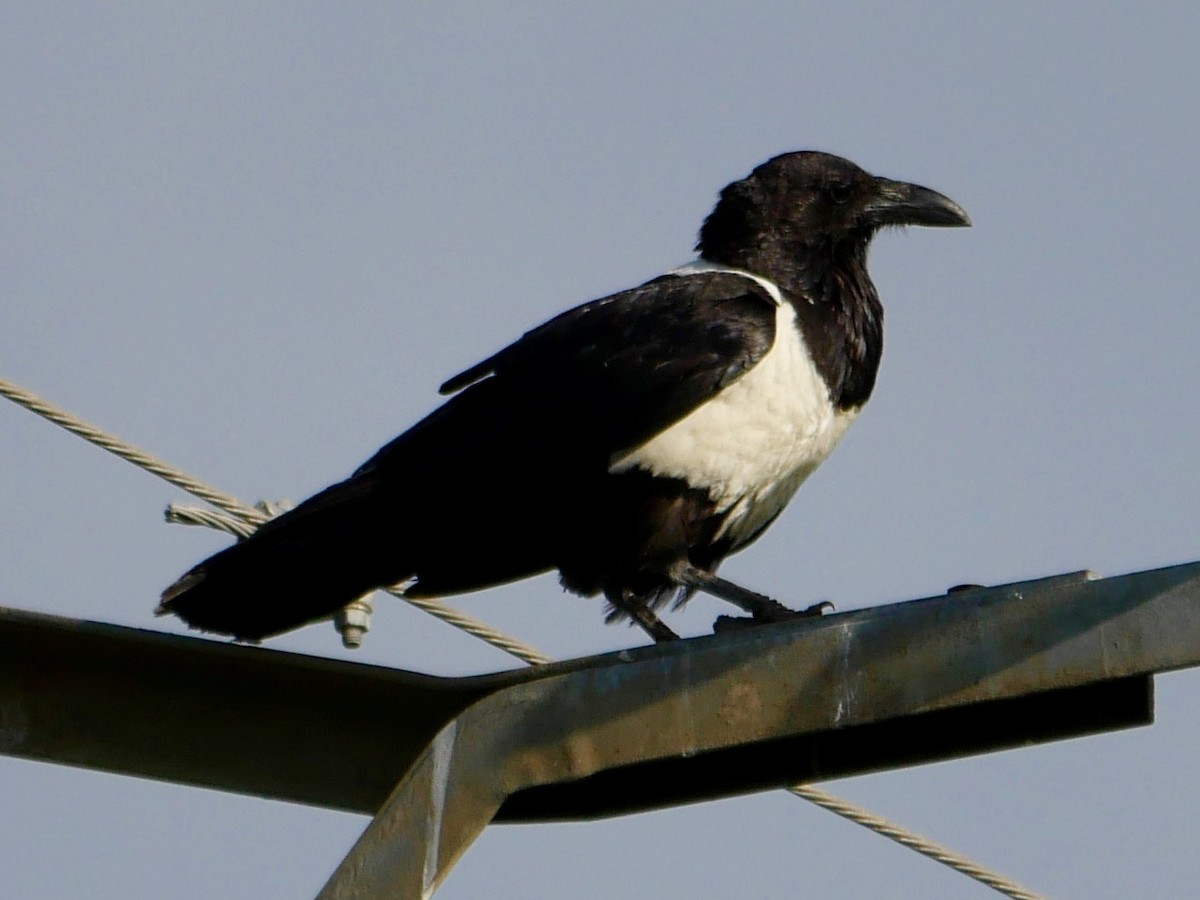 Pied Crow - ML78744761