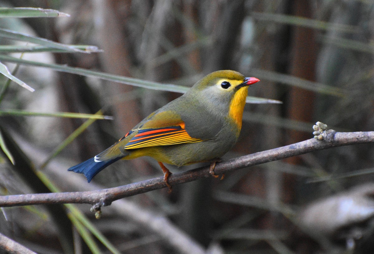 Red-billed Leiothrix - Sanjiv Khanna