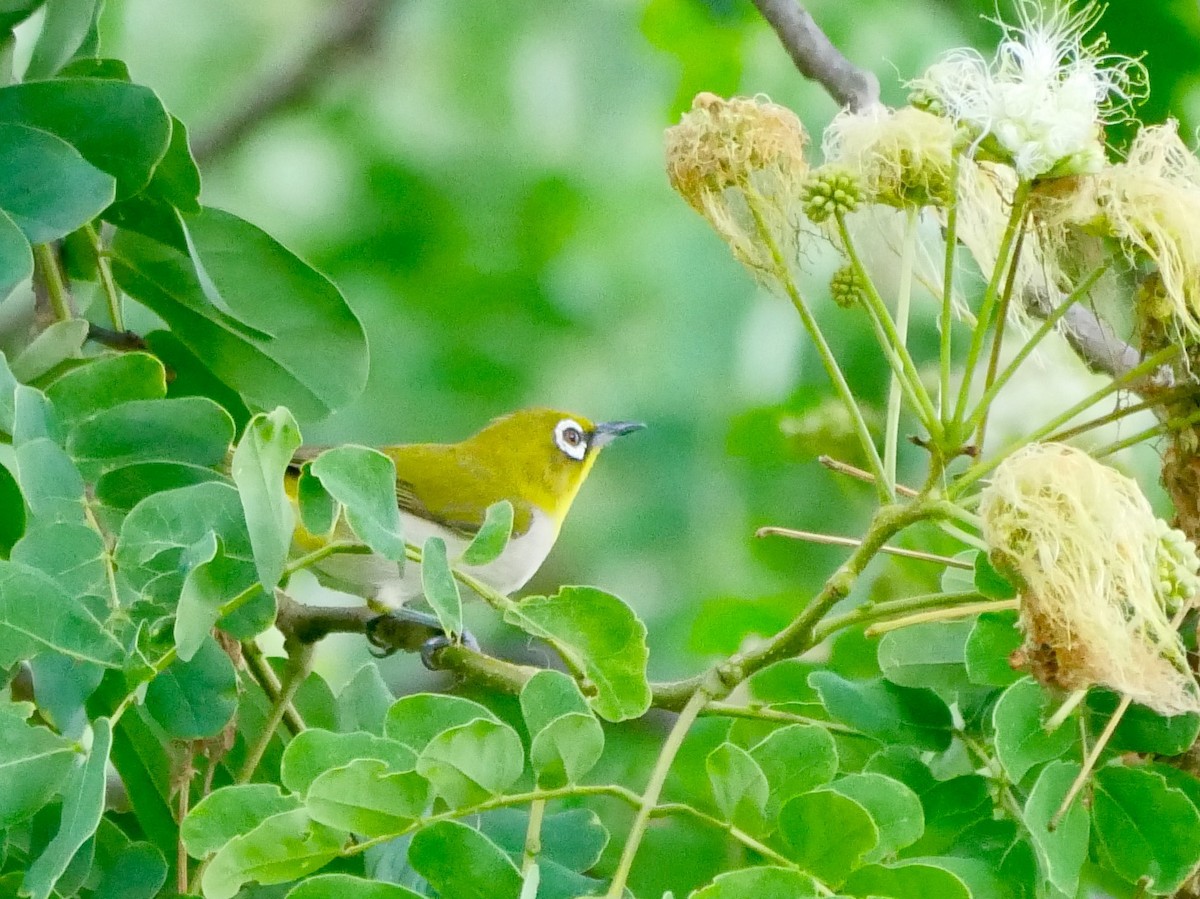 Madagaskarbrillenvogel - ML78744831