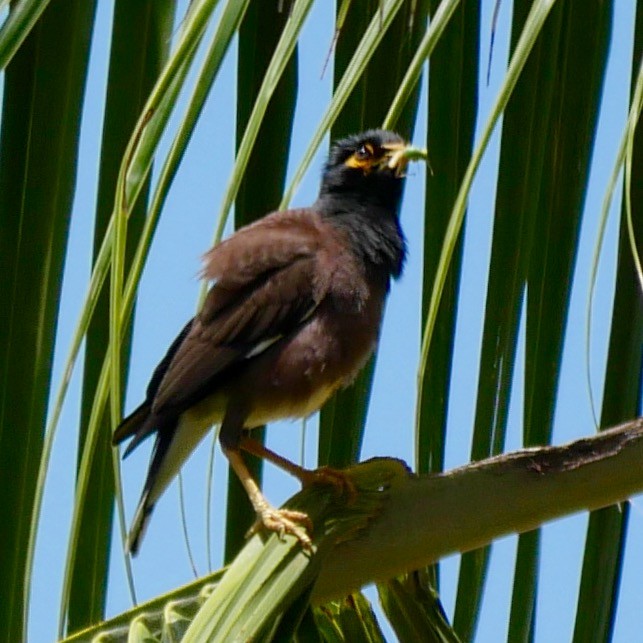 Common Myna - ML78744851