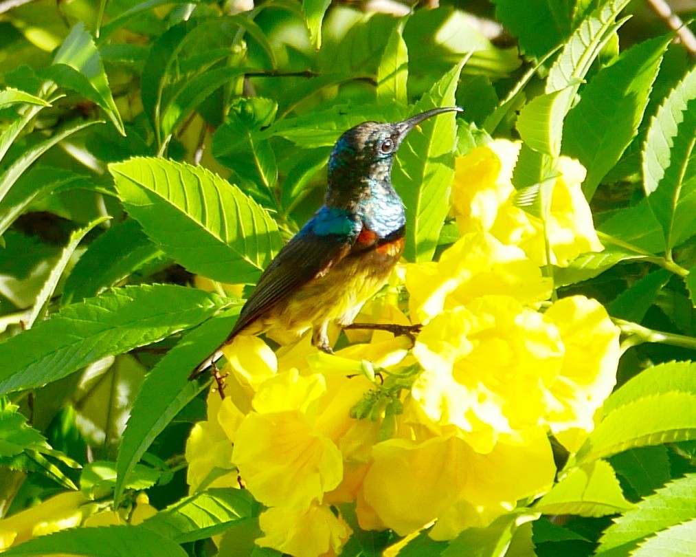 Souimanga Sunbird - ML78744881