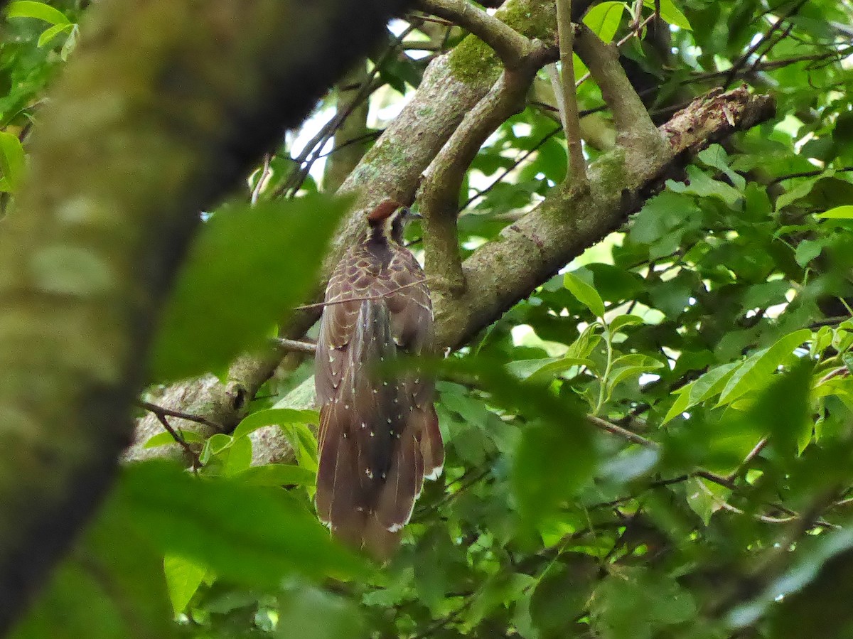 Pheasant Cuckoo - ML78744901