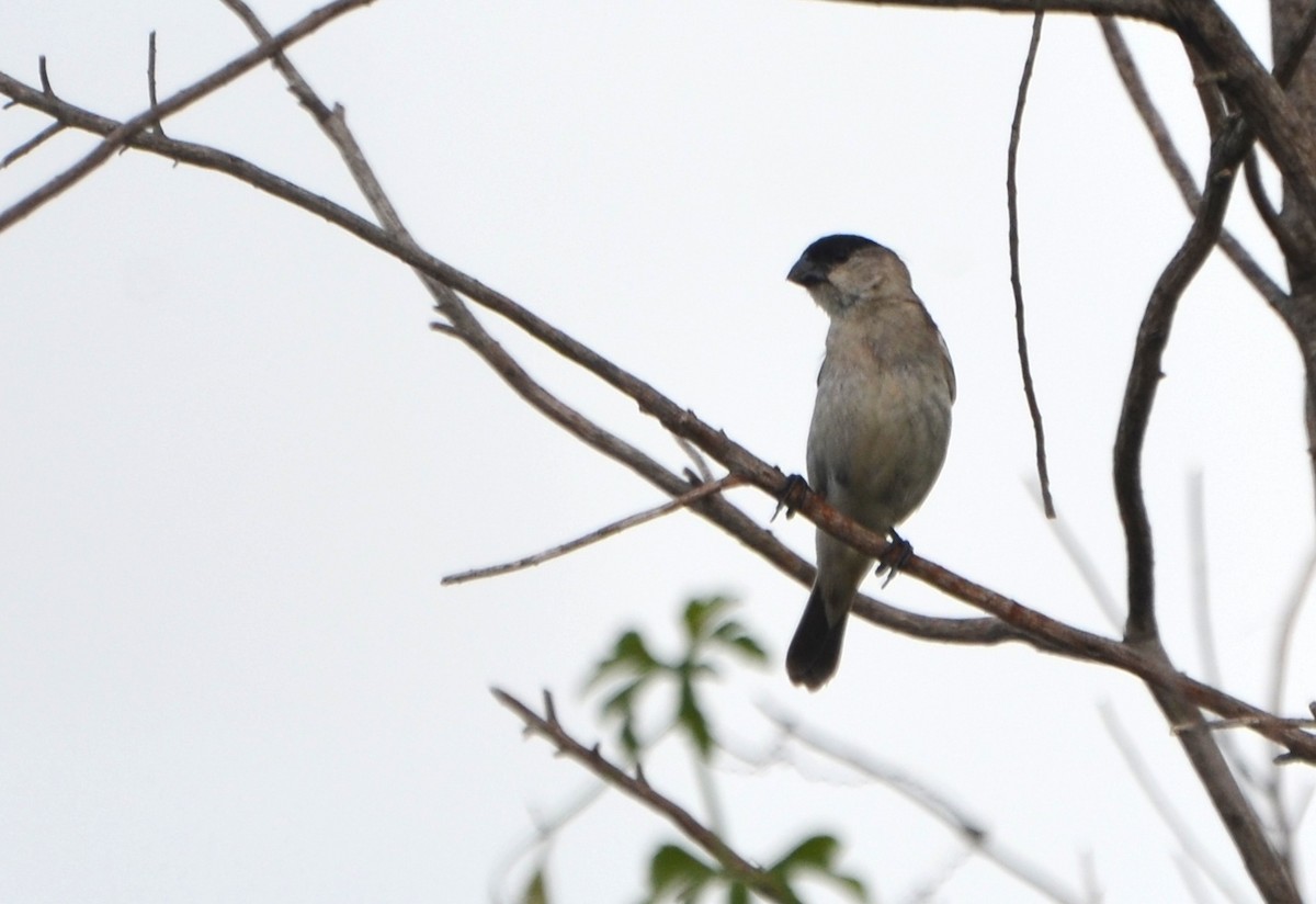 Pearly-bellied Seedeater - Carlos Eduardo Agne