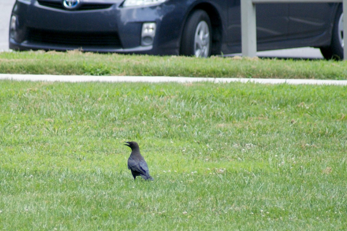 American Crow - ML78745211