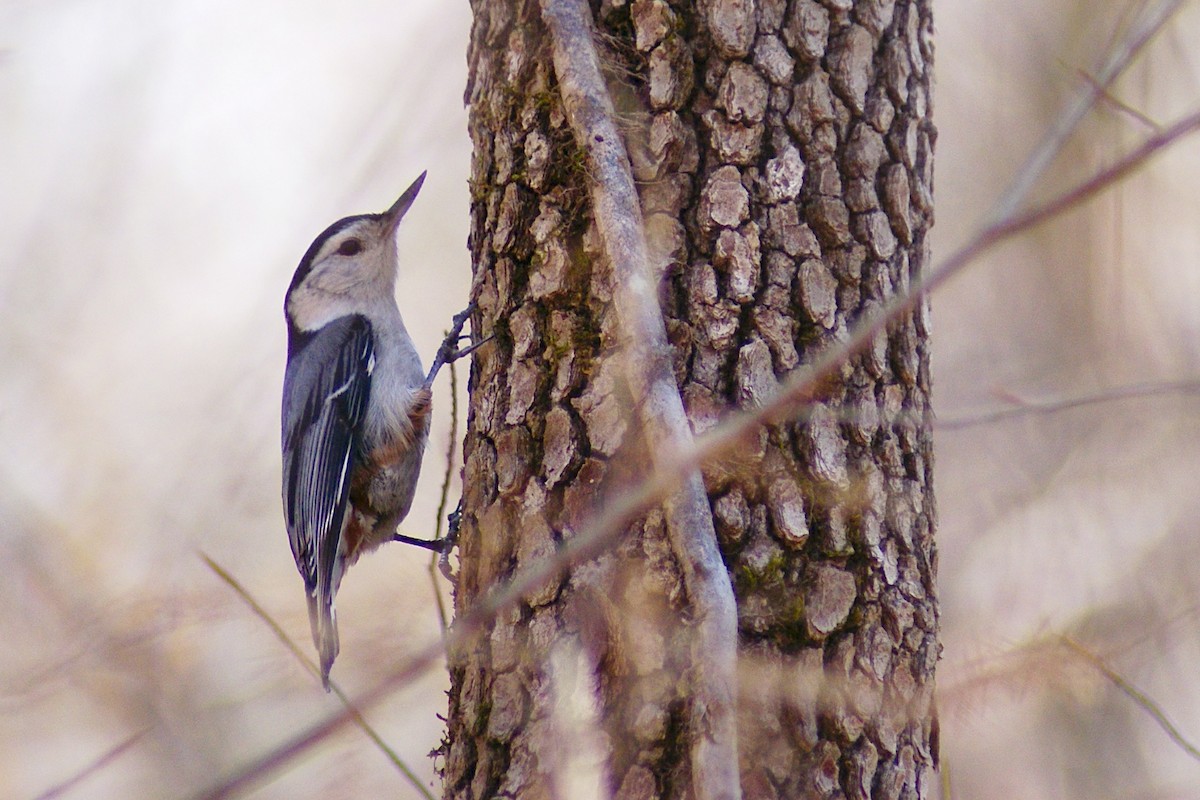 White-breasted Nuthatch - ML78745461