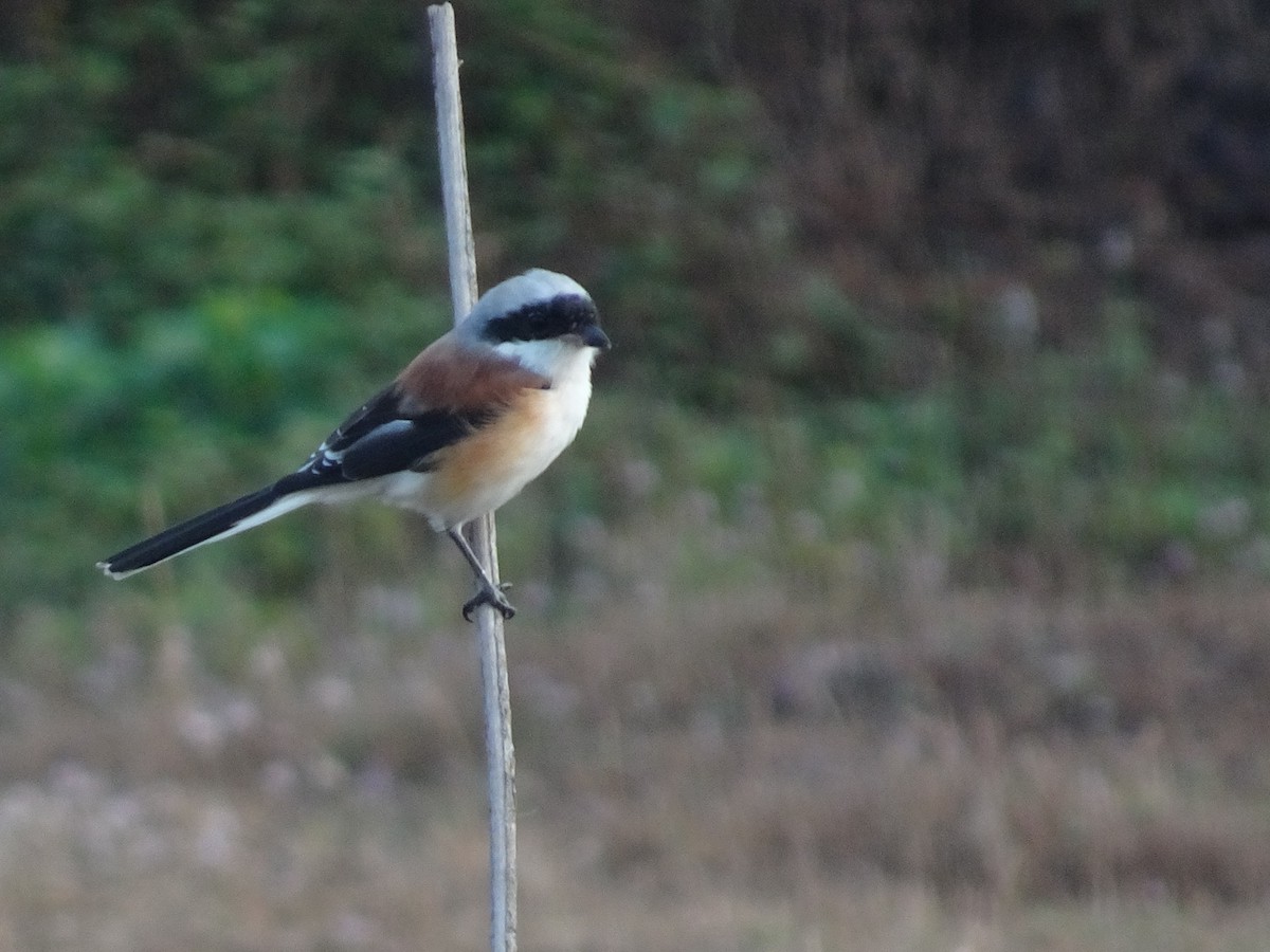 Bay-backed Shrike - ML78746651