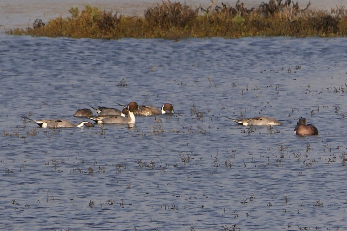 Northern Pintail - ML78748661