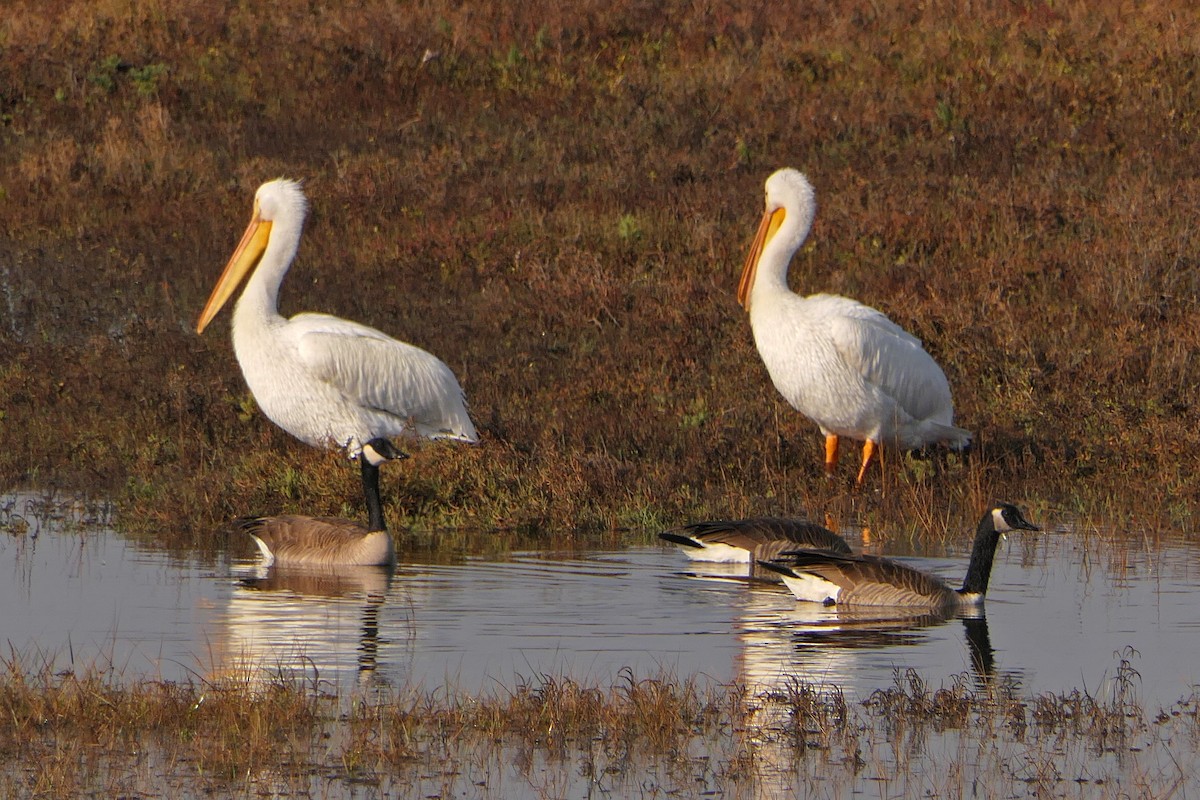 American White Pelican - ML78748731