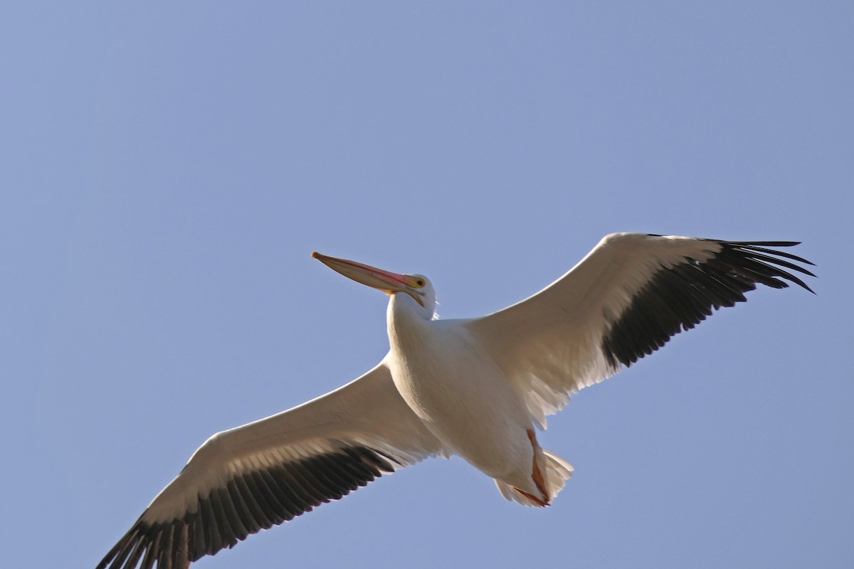 American White Pelican - ML78748741