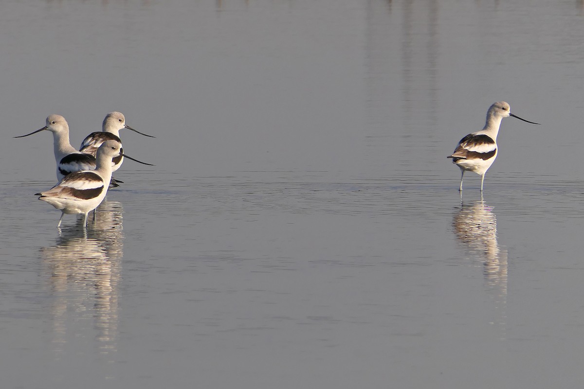 American Avocet - ML78748791