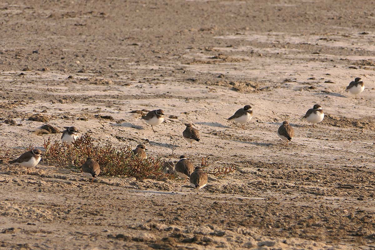 Semipalmated Plover - ML78748861
