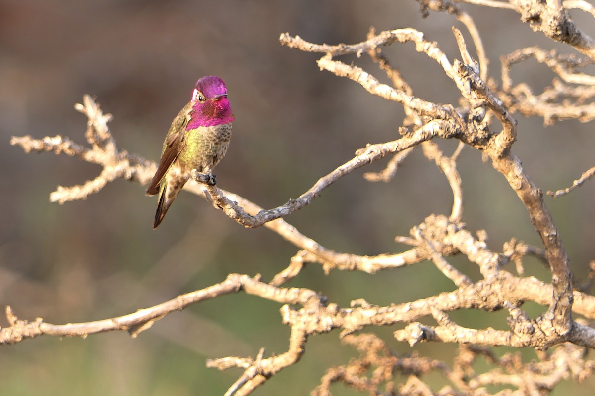 Anna's Hummingbird - ML78749001