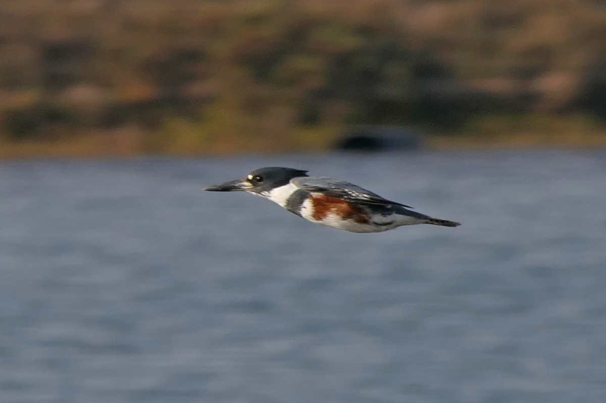 Belted Kingfisher - ML78749031