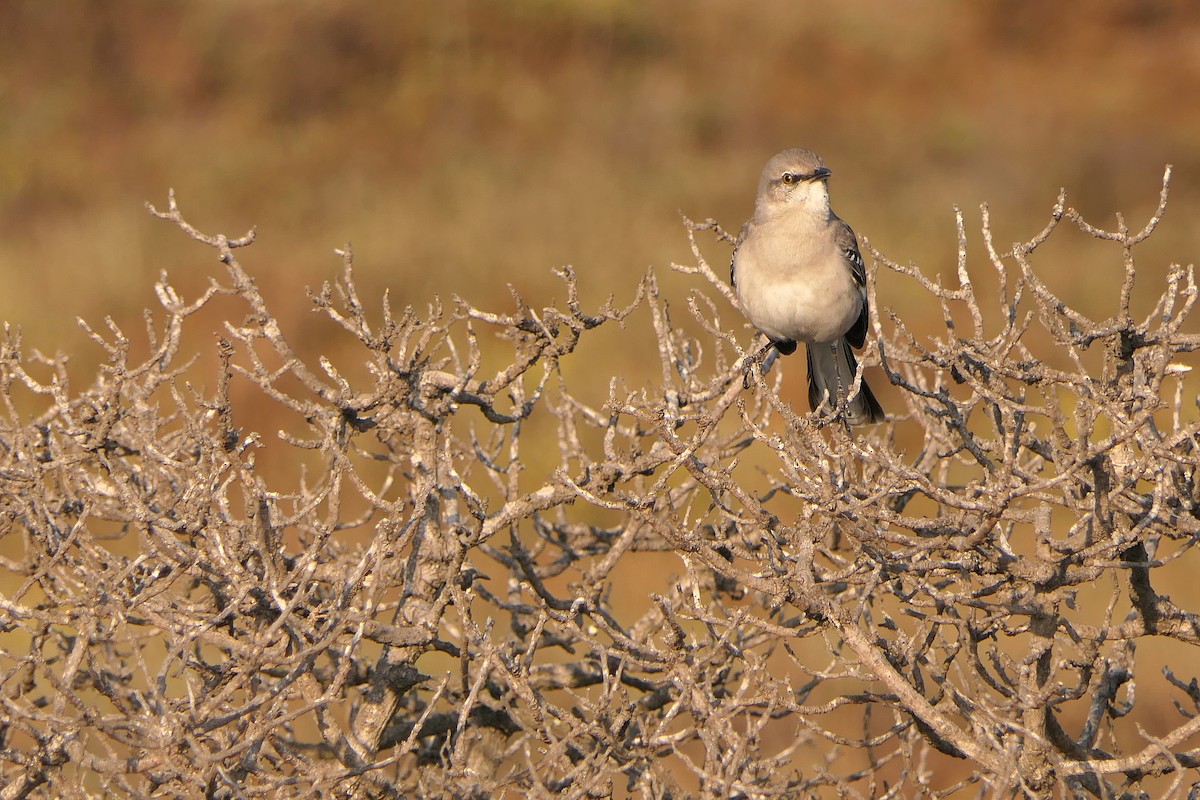 Northern Mockingbird - ML78749121