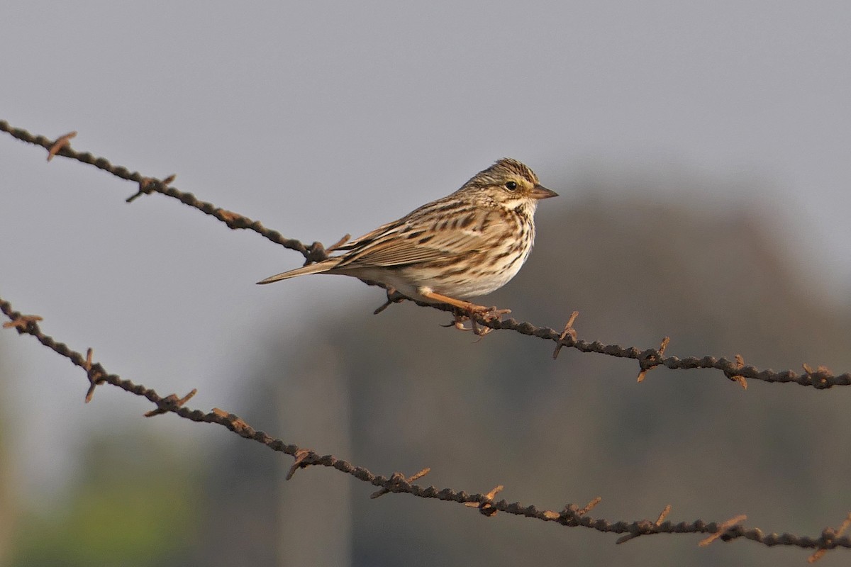 Savannah Sparrow - ML78749171