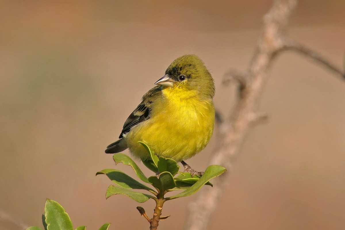 Lesser Goldfinch - ML78749301