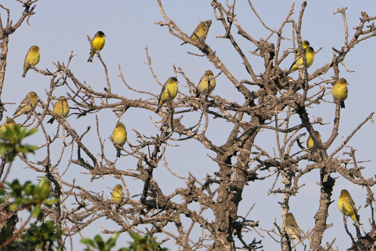 Lesser Goldfinch - ML78749361