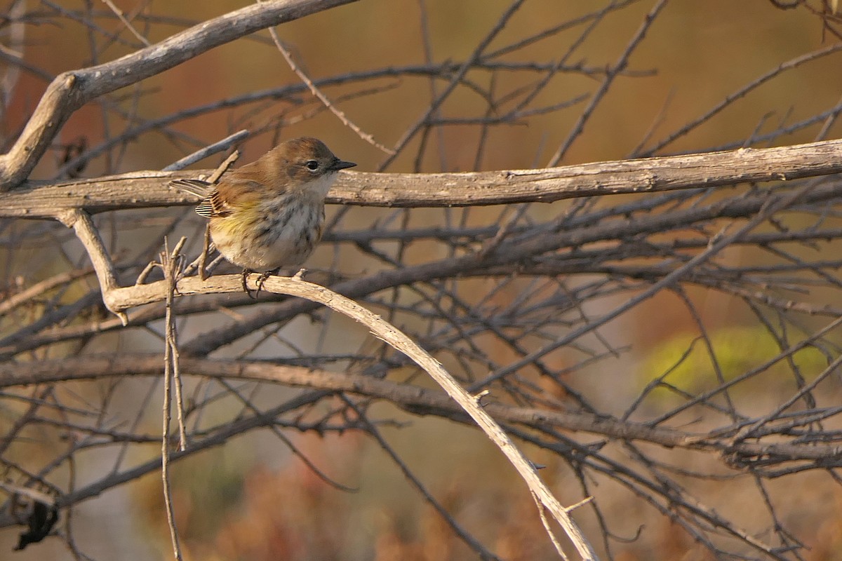 Yellow-rumped Warbler (Myrtle) - ML78749421