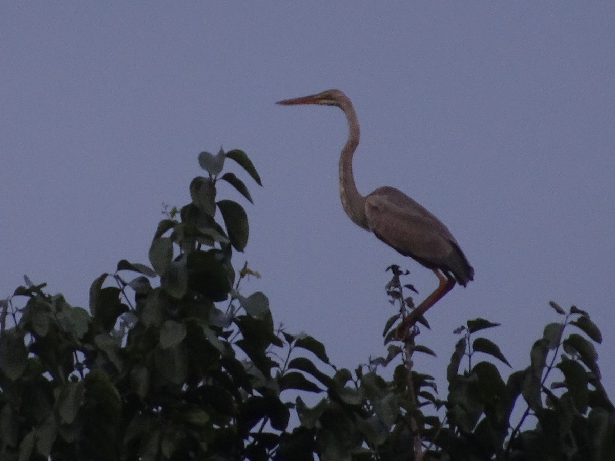 Purple Heron - ML78749551