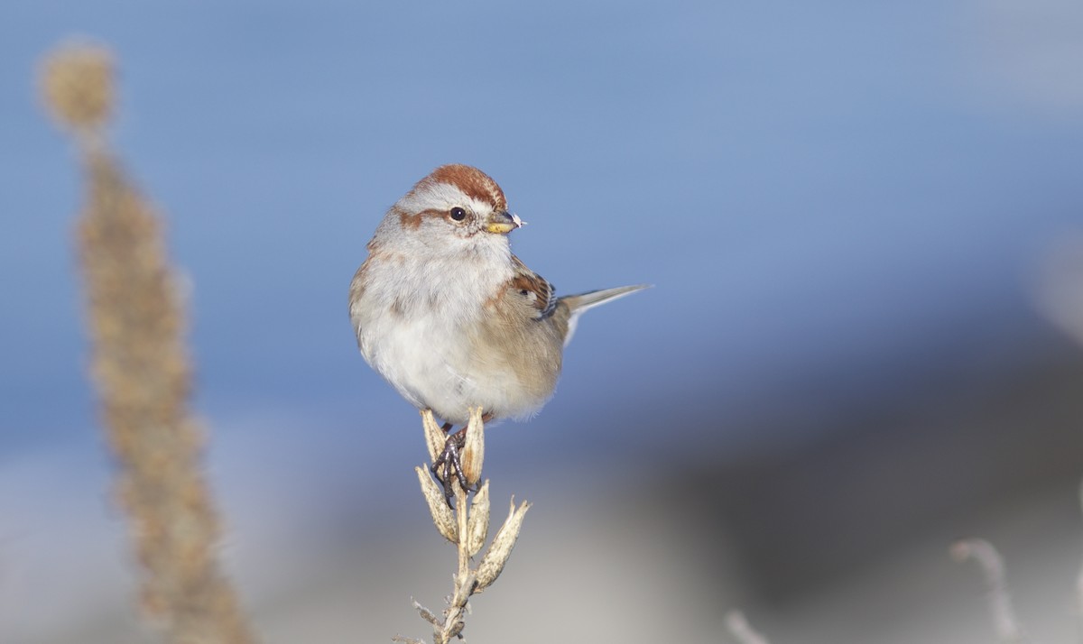 American Tree Sparrow - ML78749731