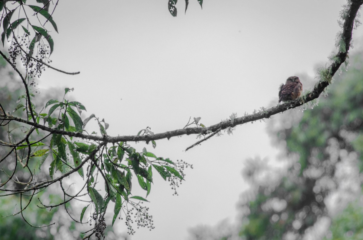 Andean Pygmy-Owl - santiago castro ramirez