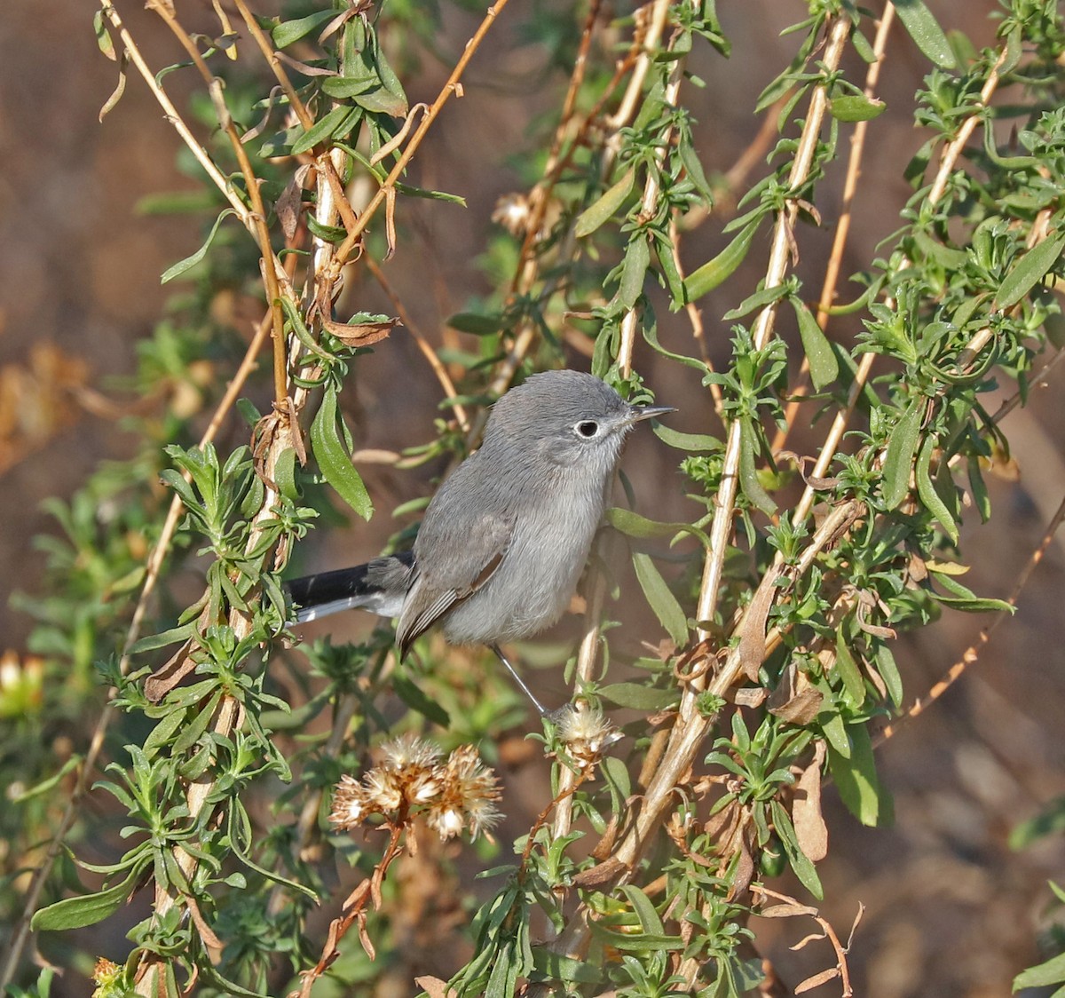 Gobemoucheron gris-bleu - ML78750381