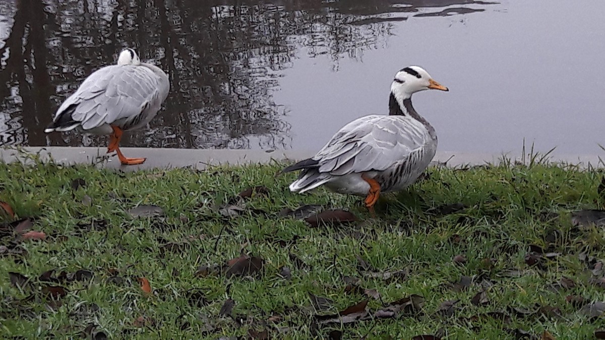 Bar-headed Goose - ML78751001