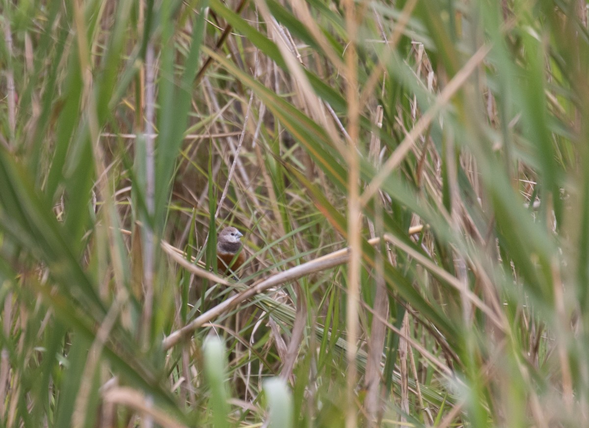 Gray-banded Munia - Ross Gallardy