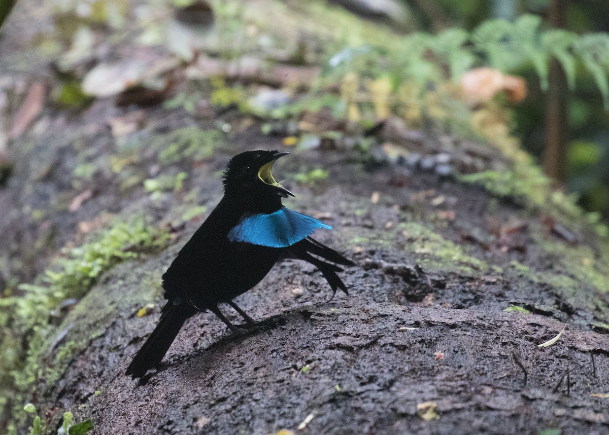 Vogelkop Lophorina - Ross Gallardy