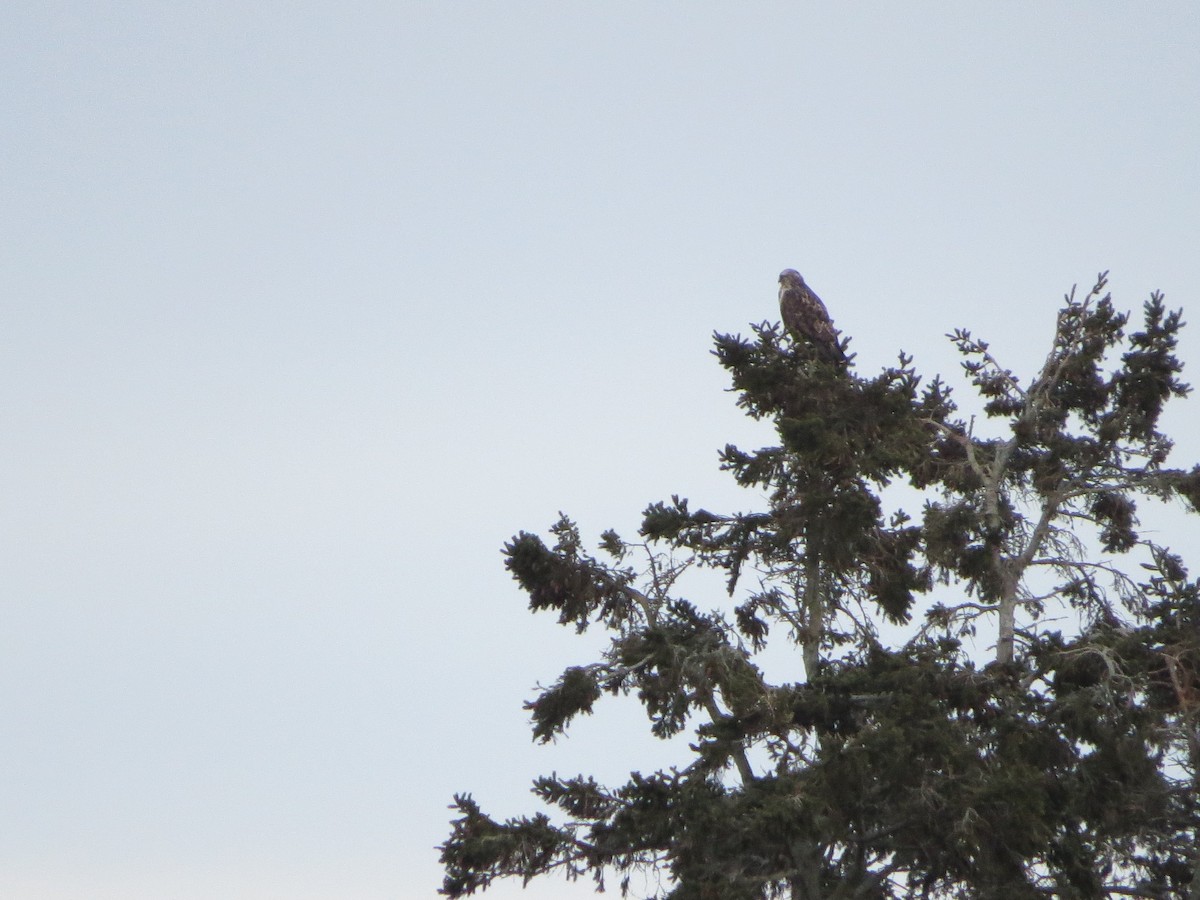 Rough-legged Hawk - Jim Edsall