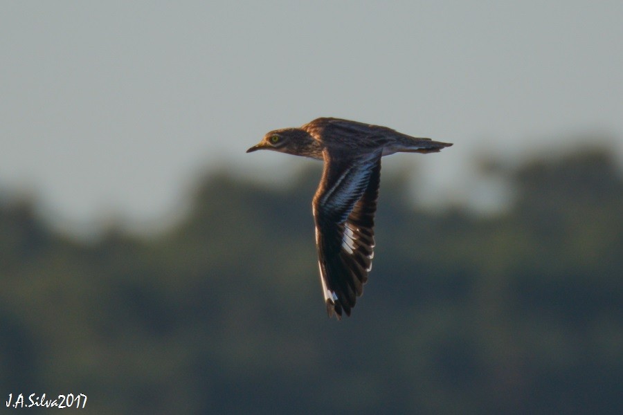 Eurasian Thick-knee - ML78752841