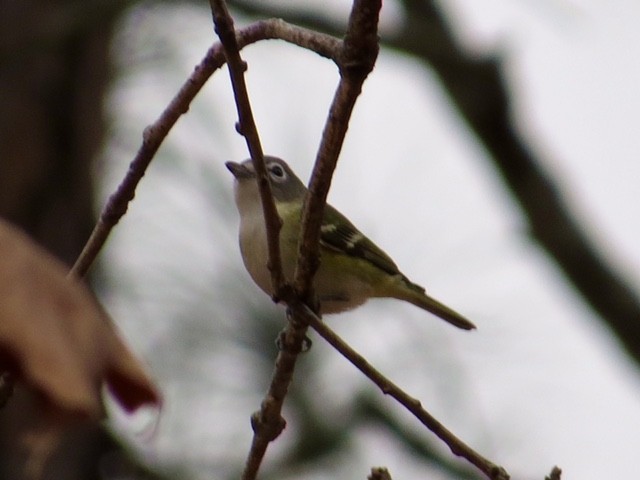 Blue-headed Vireo - ML78753361