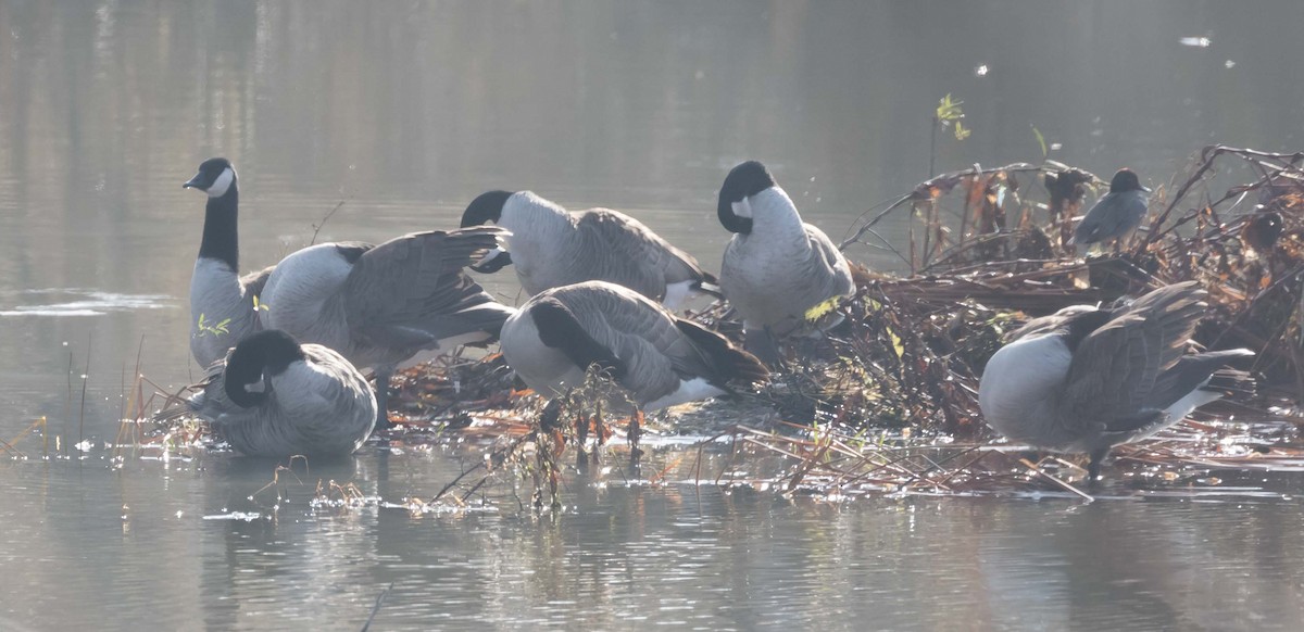 Canada Goose - Maury Swoveland