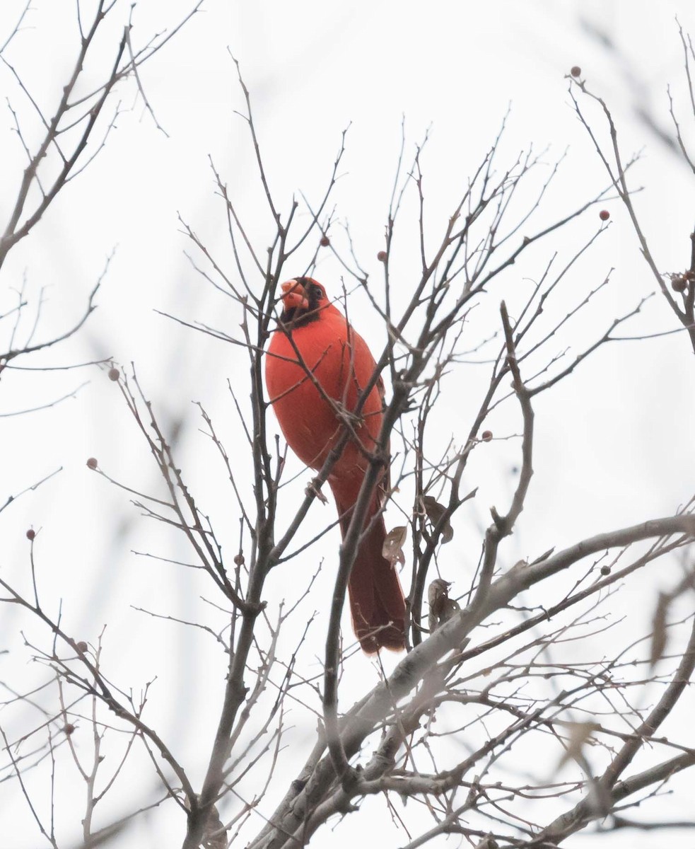 Cardinal rouge - ML78755341