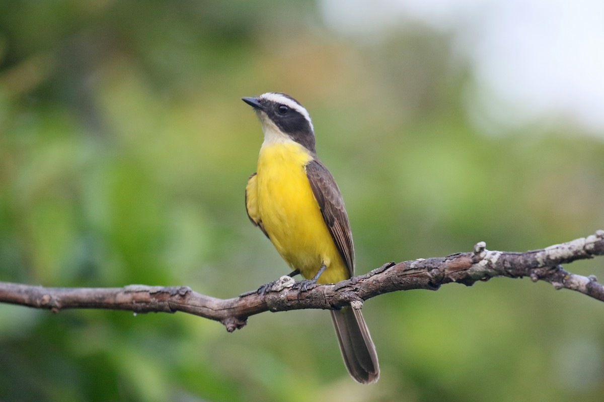 Rusty-margined Flycatcher