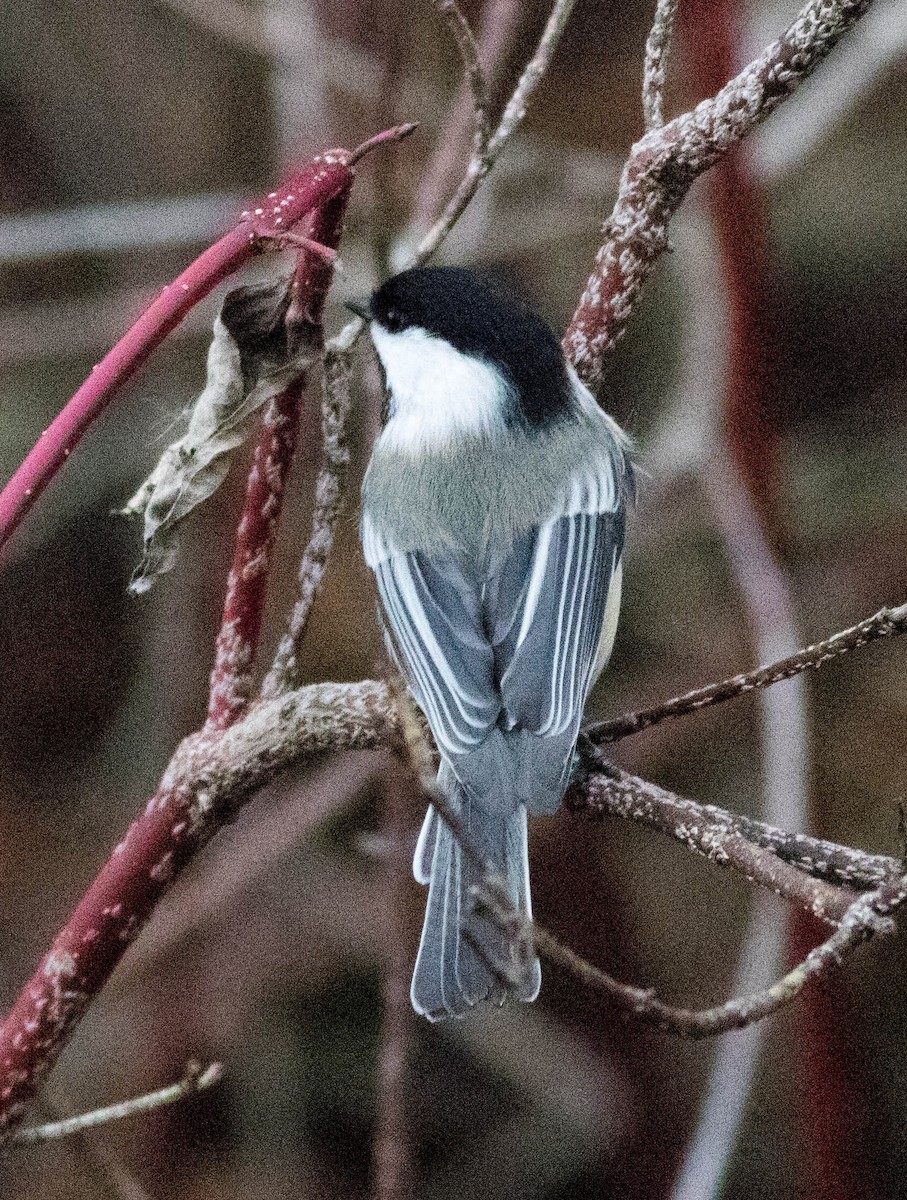 Black-capped Chickadee - Glenn Berry