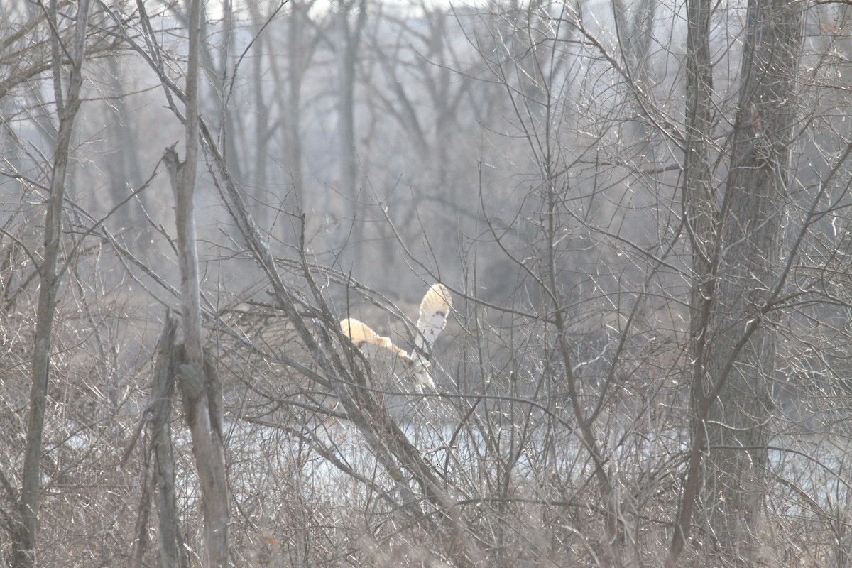 Great Horned Owl - Gary Roberts