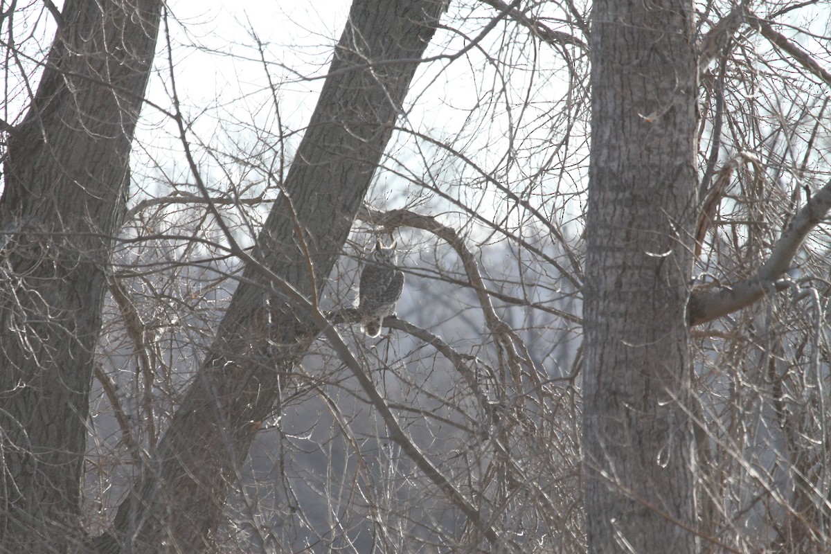 Great Horned Owl - Gary Roberts