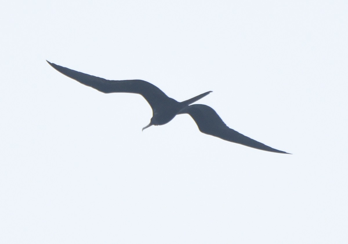 Magnificent Frigatebird - ML78759051