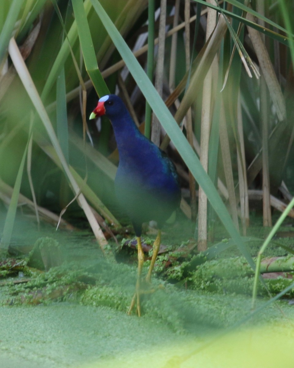 Purple Gallinule - ML78761031