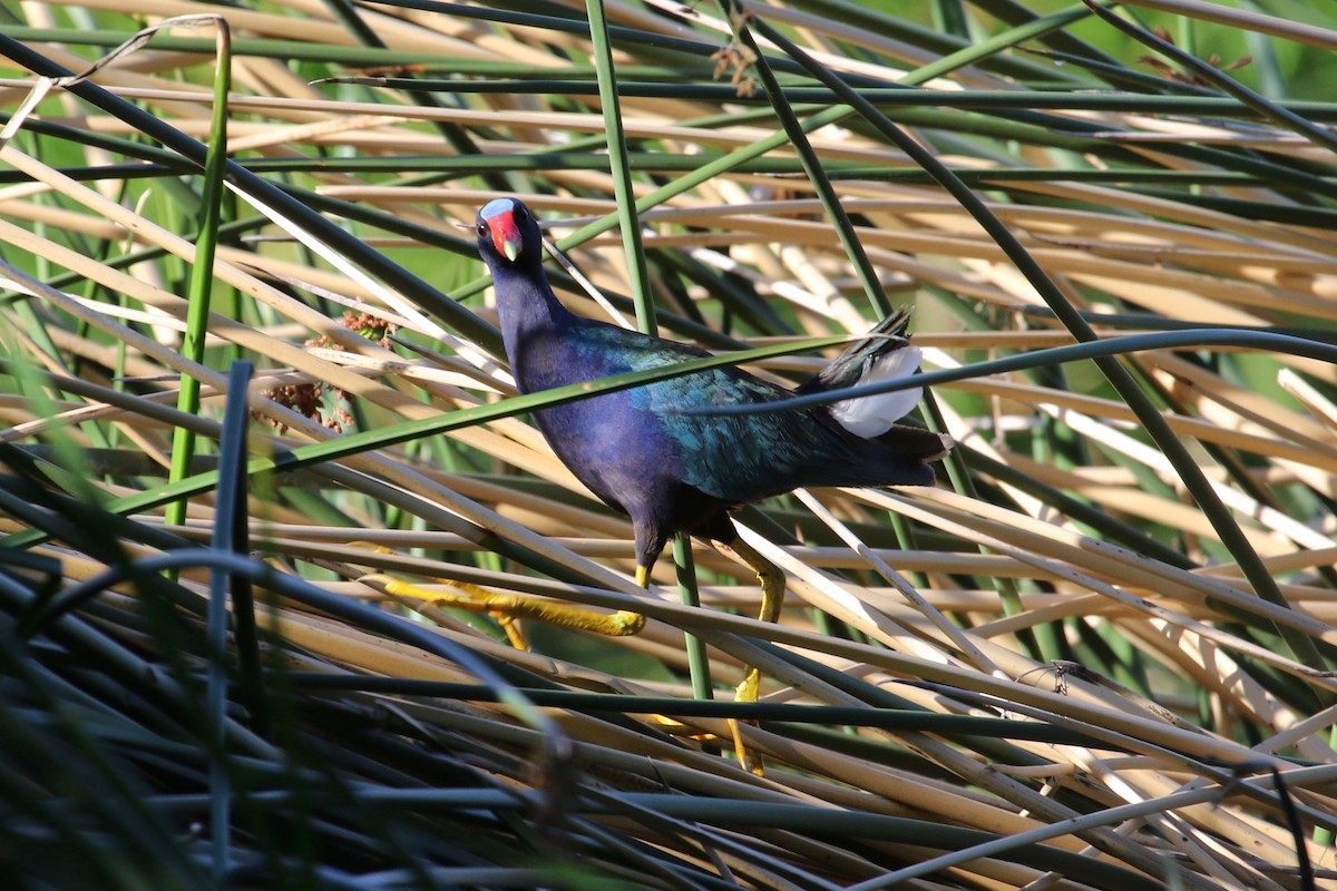 Purple Gallinule - ML78761051