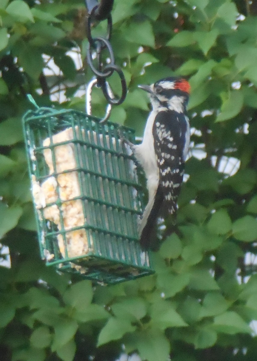 Downy Woodpecker - Amy Swarr