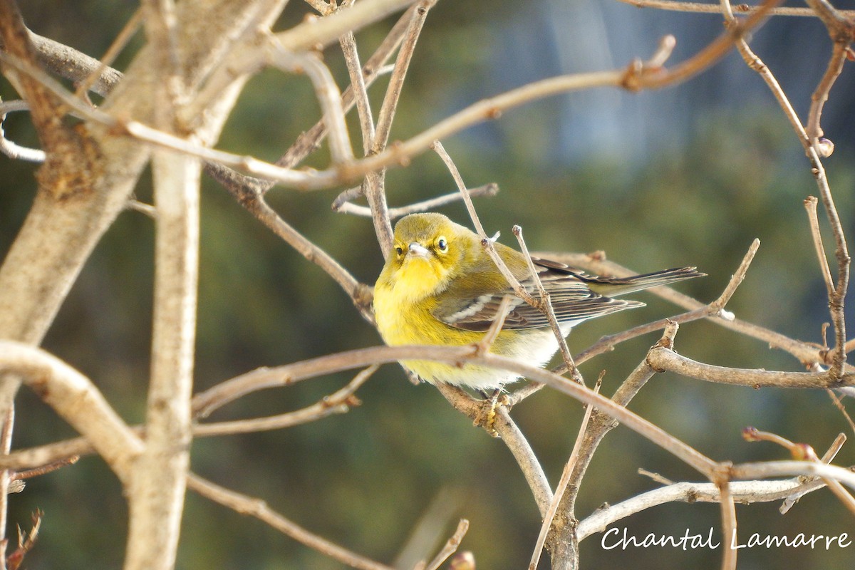 Pine Warbler - COG Club des ornithologues de la Gaspésie