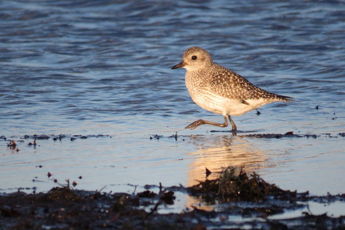 Black-bellied Plover - ML78765361