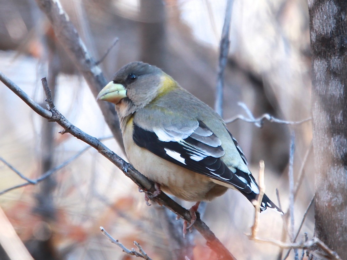 Evening Grosbeak - ML78765811